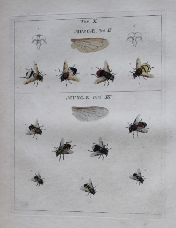 Moses Harris - Rare hand coloured engraving of Flies (Muscae) 1776