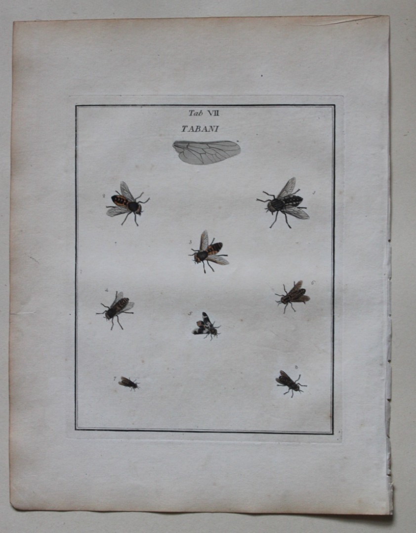 Moses Harris - Rare hand coloured engraving of Horse Flies (Tabani) 1776