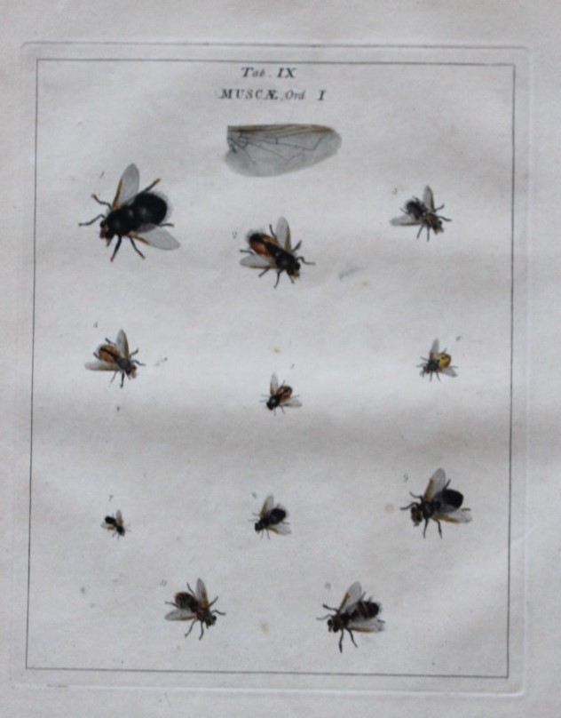 Moses Harris - Rare hand coloured engraving of Flies (Muscae) 1776