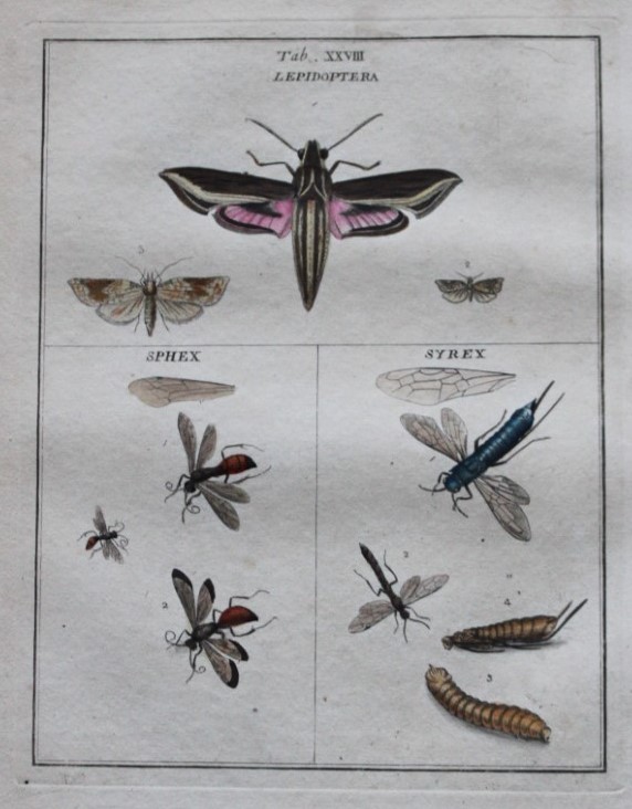 Moses Harris - Rare hand coloured engraving of Moths (Lepidoptera) 1776