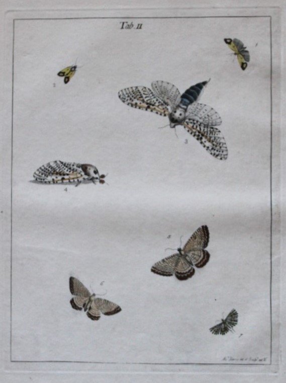 Moses Harris - Rare hand coloured engraving of Moths (Lepidoptera) 1776