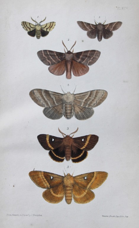 Rev. FO Morris - Print of British Moths 1872