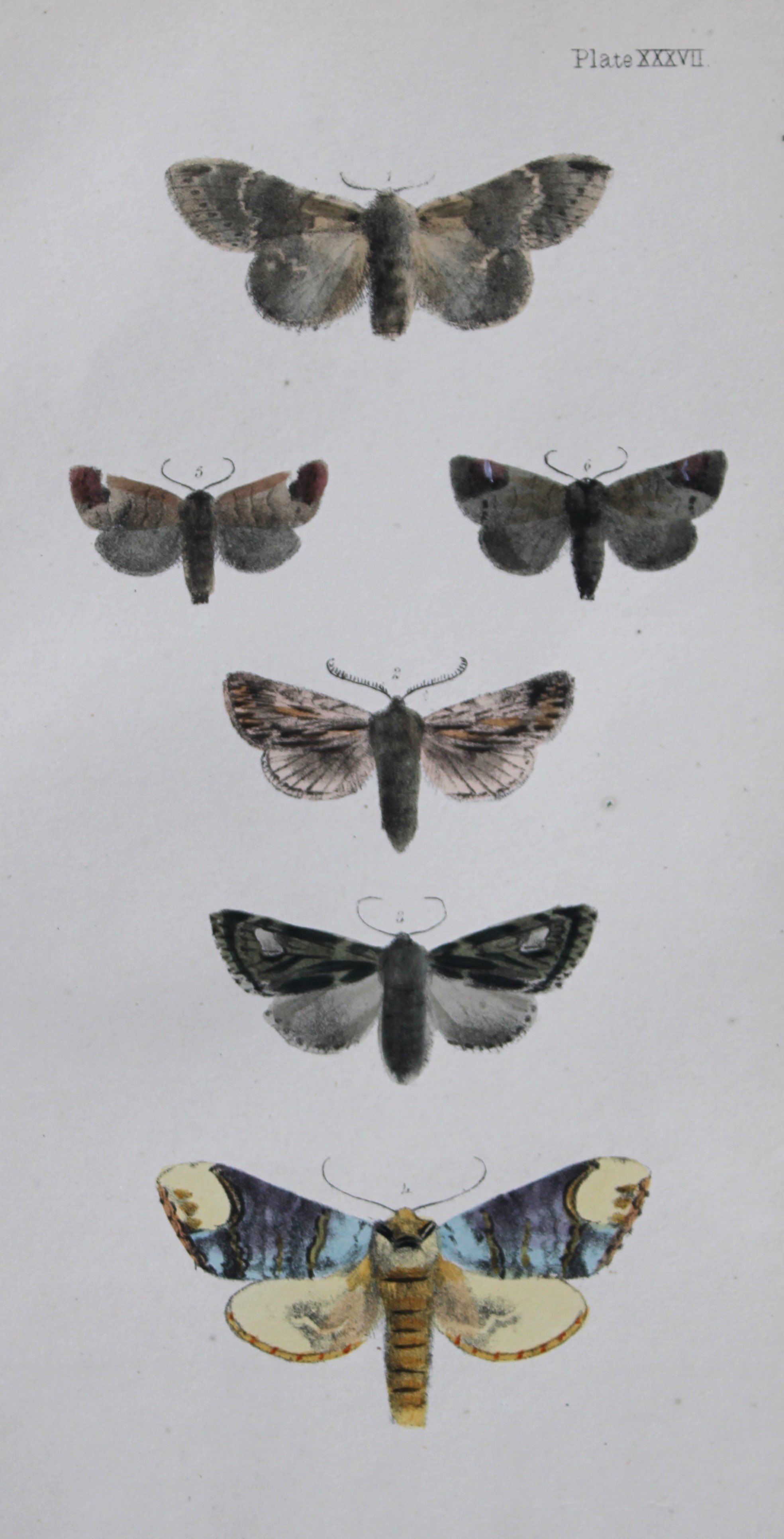 Rev. FO Morris - Print of British Moths 1872