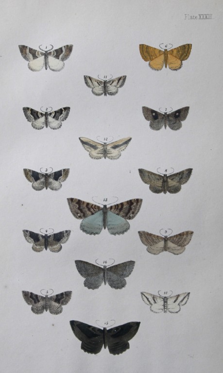 Rev. FO Morris - Print of British Moths 1872