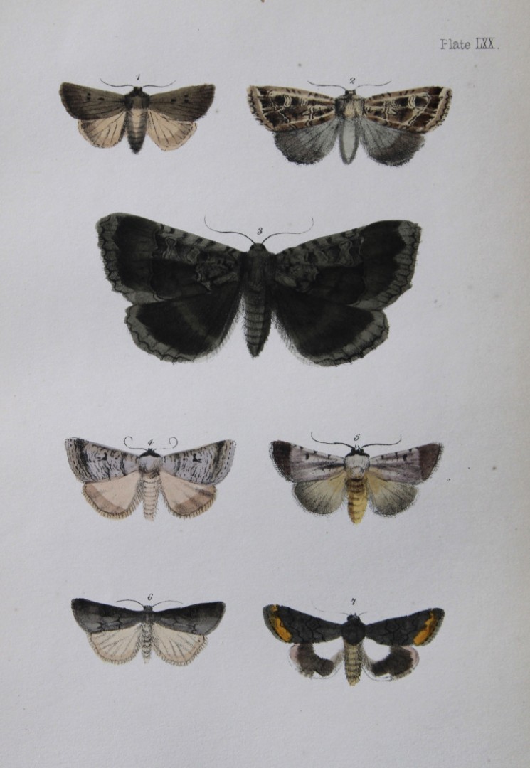 Rev. FO Morris - Print of British Moths 1872