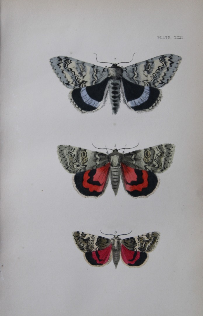 Rev. FO Morris - Print of British Moths 1872