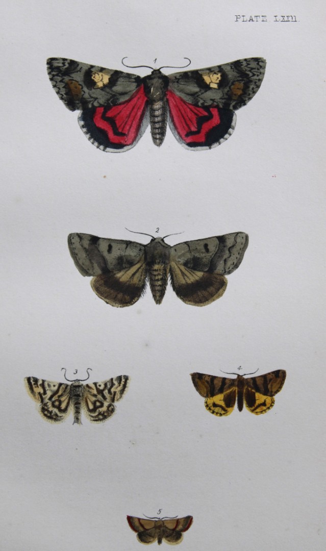 Rev. FO Morris - Print of British Moths 1872