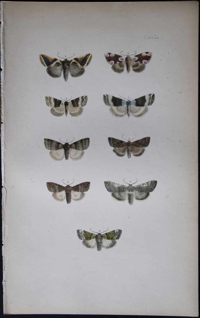 Rev. FO Morris - Print of British Moths 1872