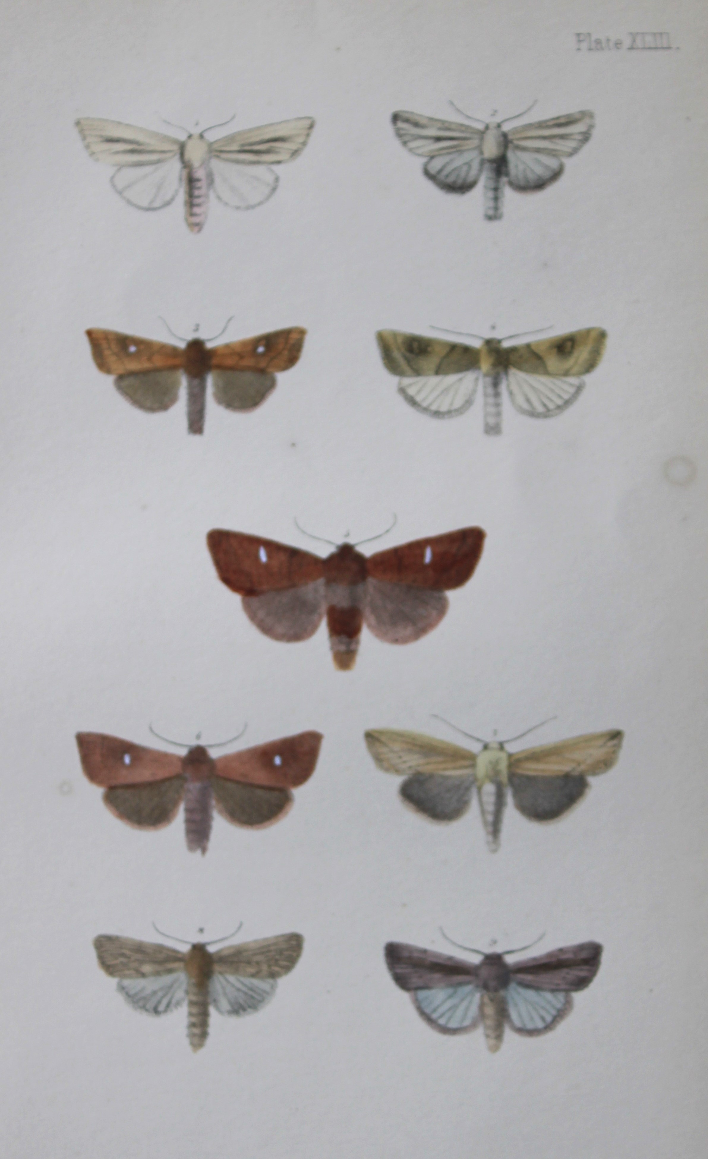Rev. FO Morris - Print of British Moths 1872