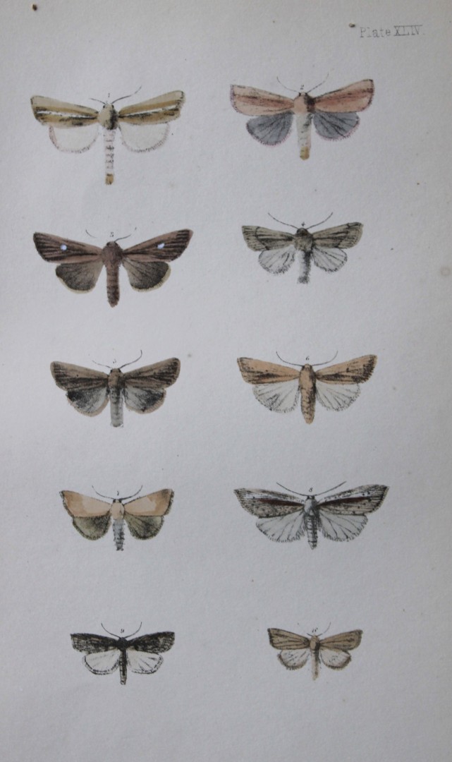 Rev. FO Morris - Print of British Moths 1872