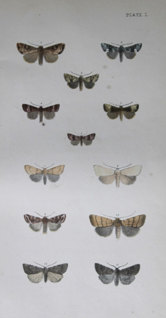 Rev. FO Morris - Print of British Moths 1872