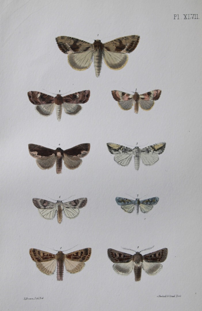 Rev. FO Morris - Print of British Moths 1872