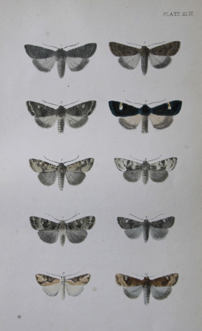Rev. FO Morris - Print of British Moths 1872