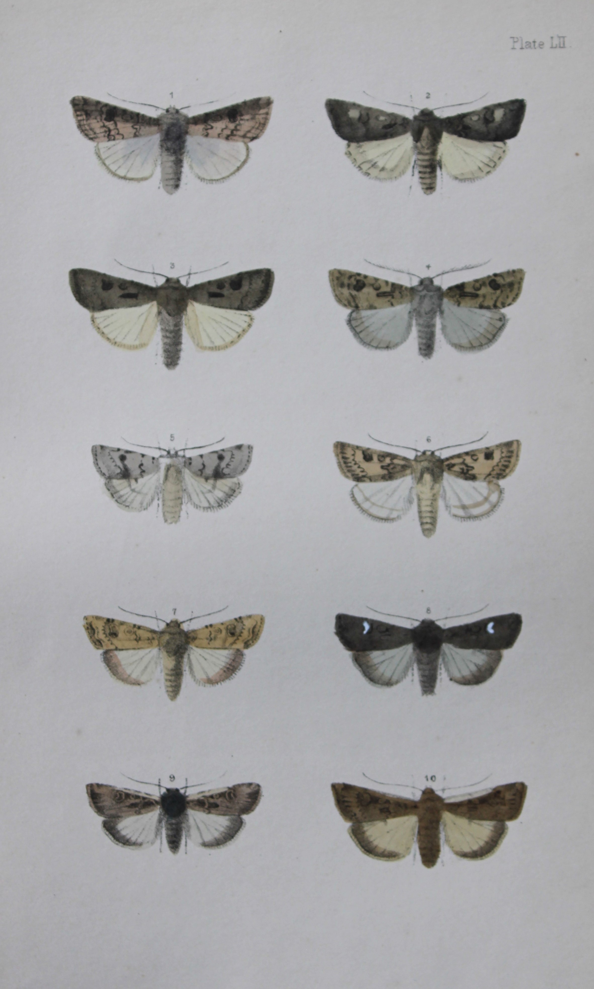 Rev. FO Morris - Print of British Moths 1872