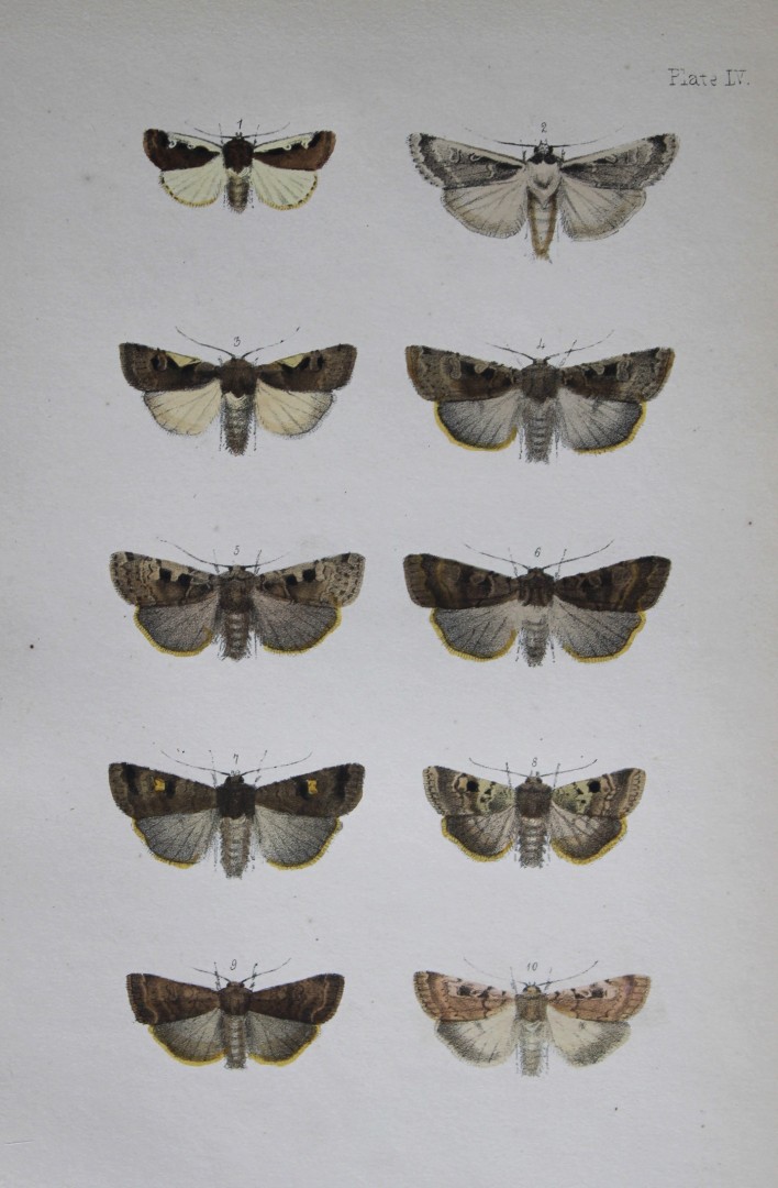 Rev. FO Morris - Print of British Moths 1872