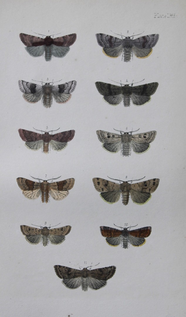 Rev. FO Morris - Print of British Moths 1872