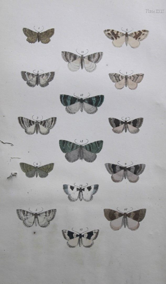 Rev. FO Morris - Print of British Moths 1872