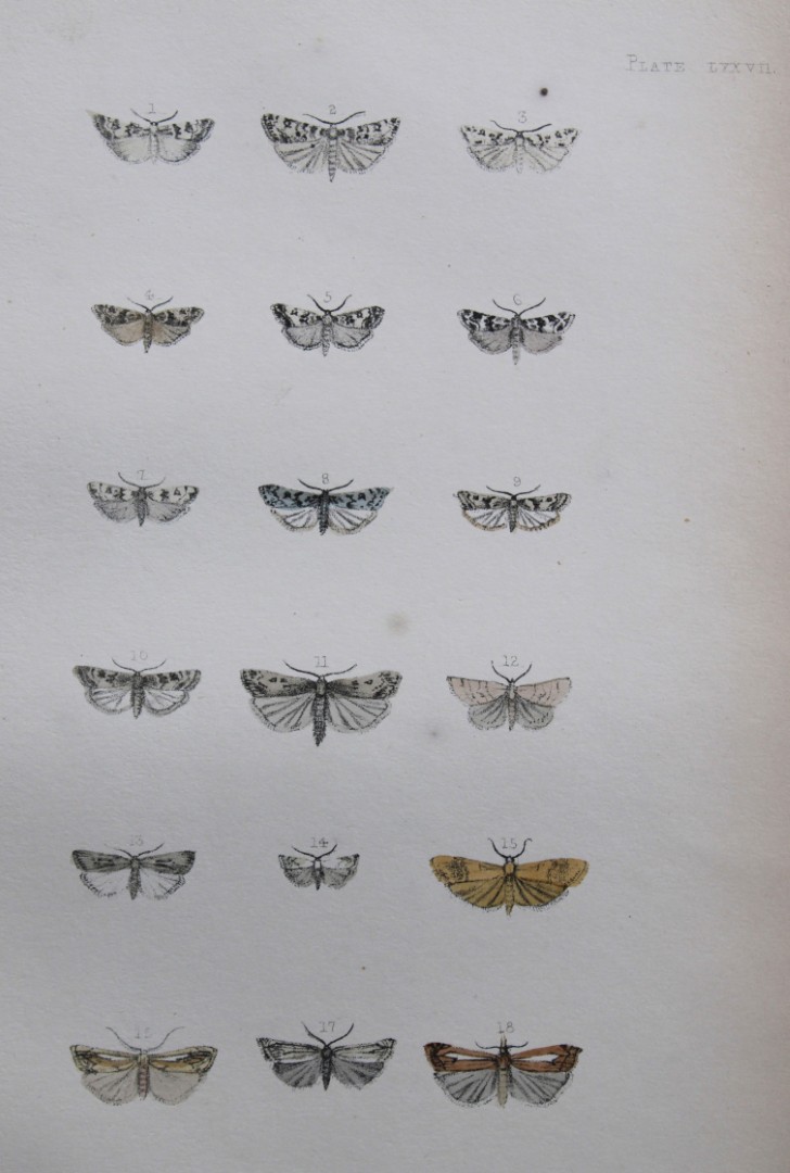 Rev. FO Morris - Print of British Moths 1872