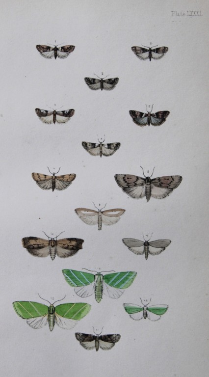 Rev. FO Morris - Print of British Moths 1872