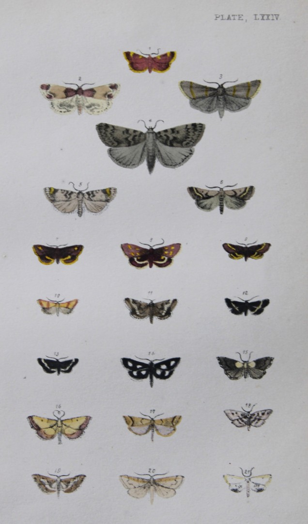 Rev. FO Morris - Print of British Moths 1872