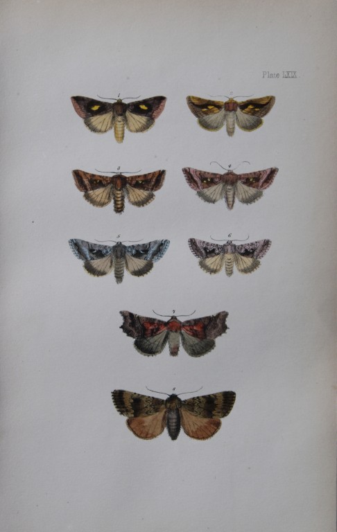 Rev. FO Morris - Print of British Moths 1872