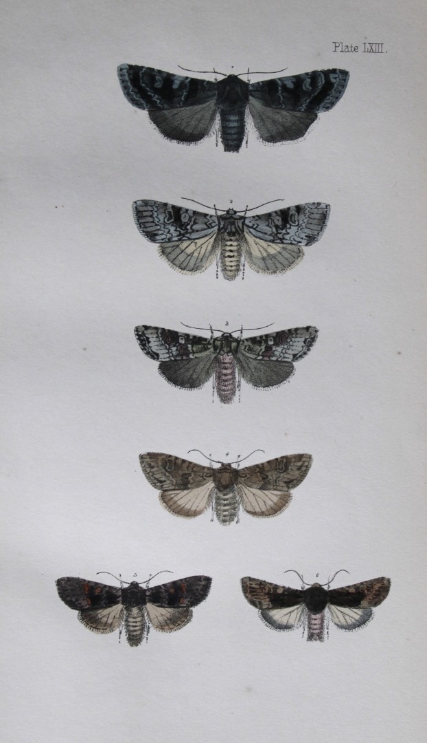 Rev. FO Morris - Print of British Moths 1872