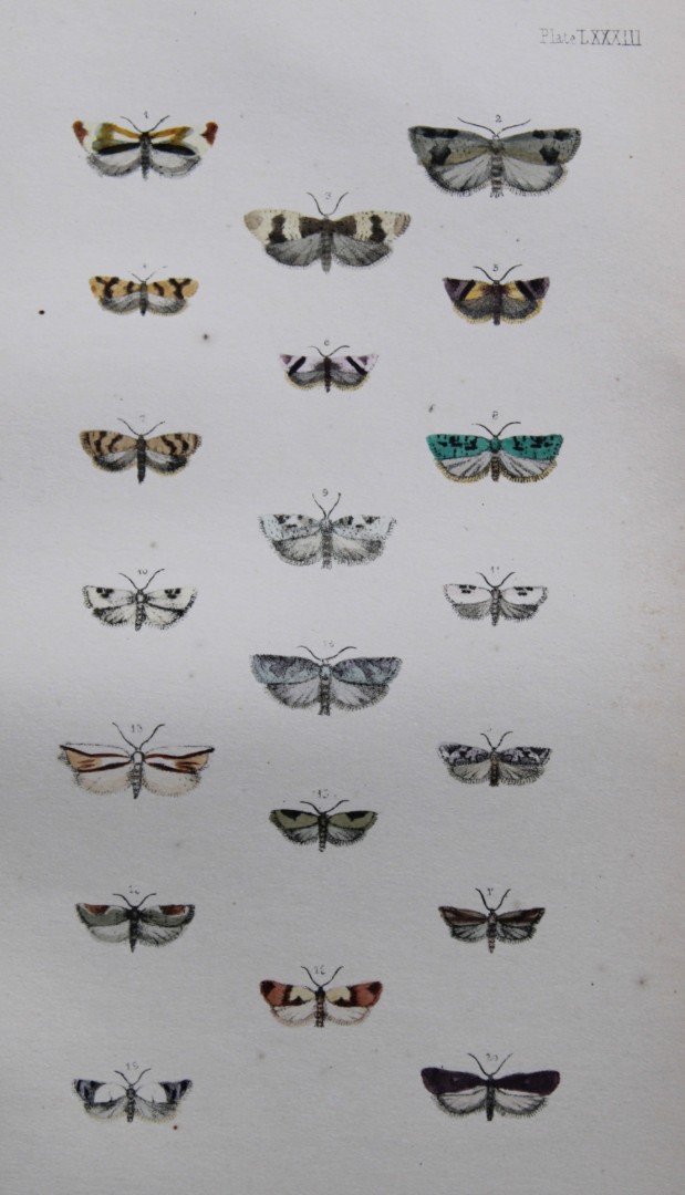 Rev. FO Morris - Print of British Moths 1872