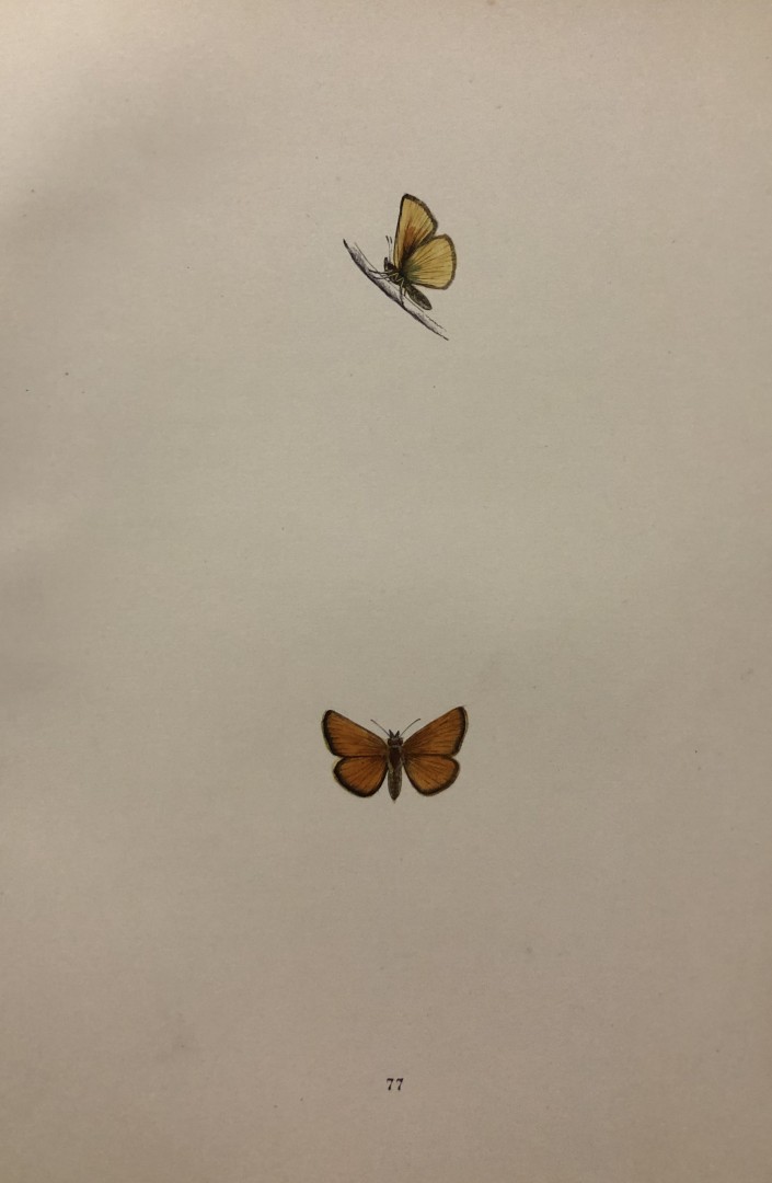 Rev. FO Morris -Print of British Butterflies 1895