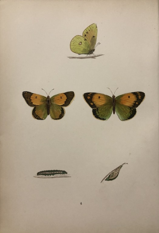 Rev. FO Morris -Print of British Butterflies 1895
