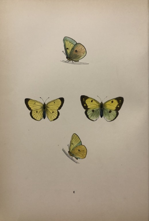 Rev. FO Morris -Print of British Butterflies 1895