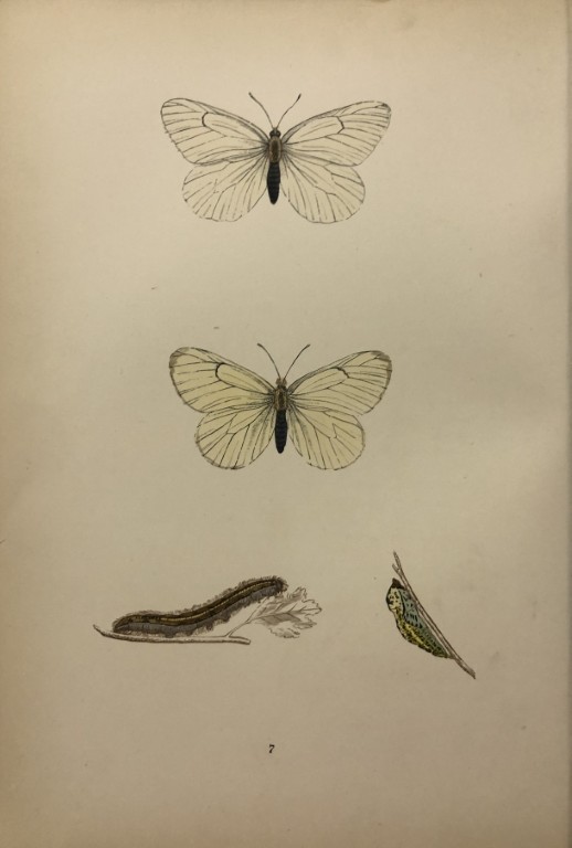 Rev. FO Morris -Print of British Butterflies 1895