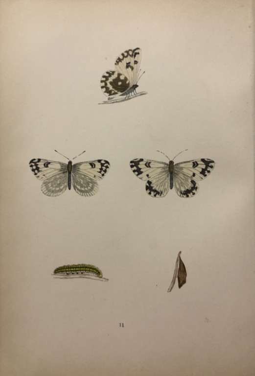 Rev. FO Morris -Print of British Butterflies 1895