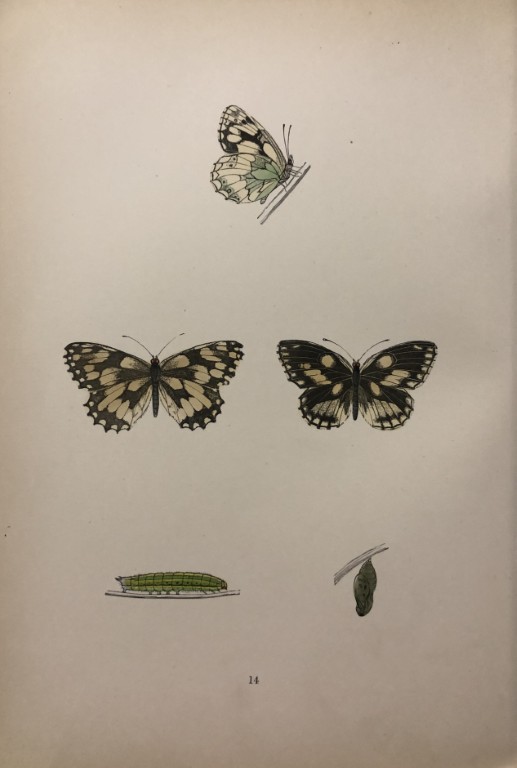 Rev. FO Morris -Print of British Butterflies 1895
