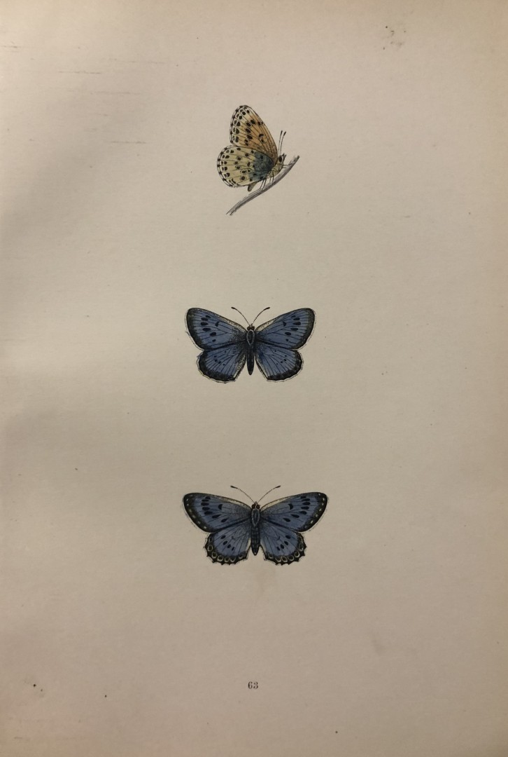 Rev. FO Morris -Print of British Butterflies 1895