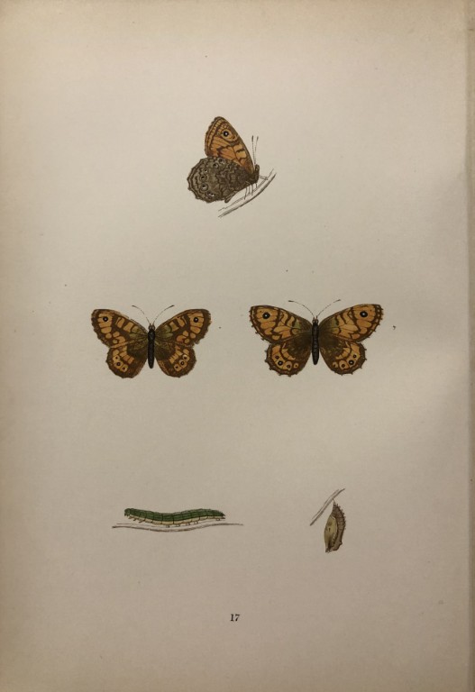 Rev. FO Morris -Print of British Butterflies 1895