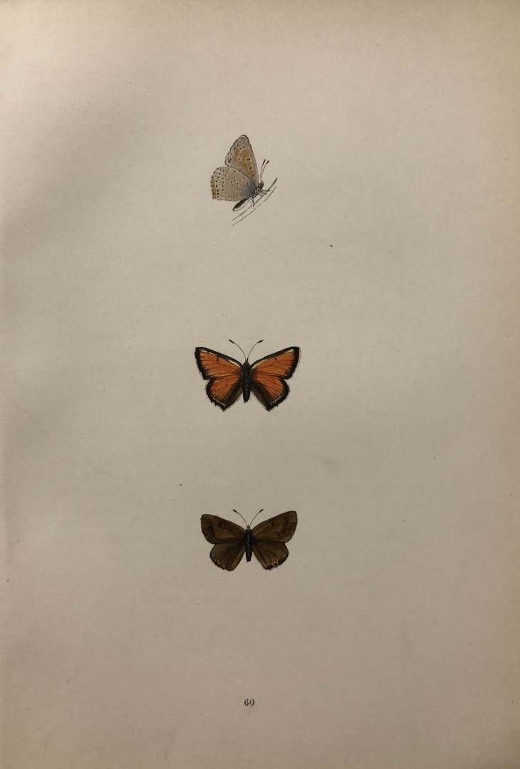 Rev. FO Morris -Print of British Butterflies 1895