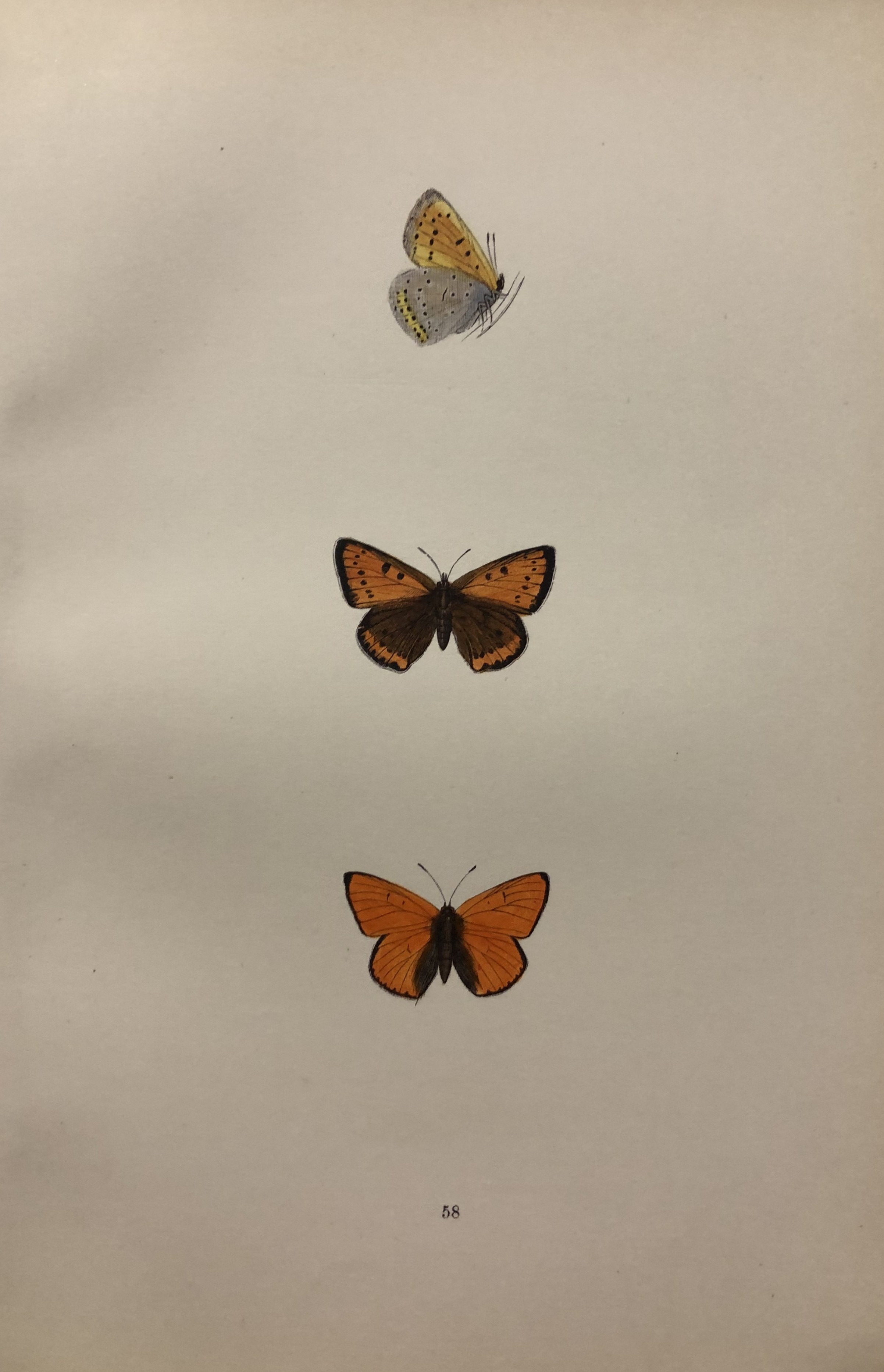 Rev. FO Morris -Print of British Butterflies 1895