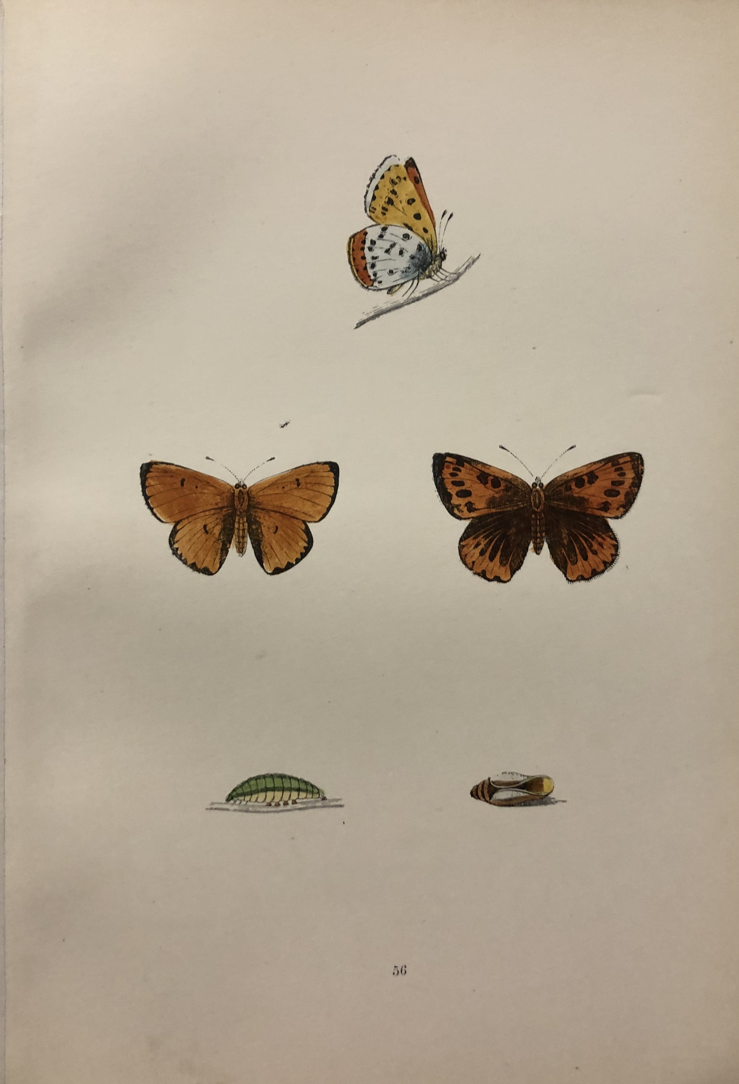 Rev. FO Morris -Print of British Butterflies 1895