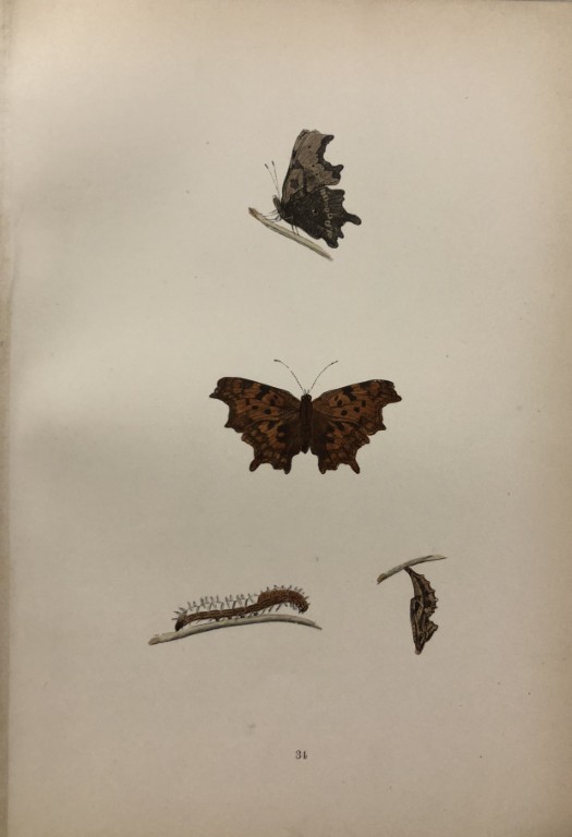 Rev. FO Morris -Print of British Butterflies 1895