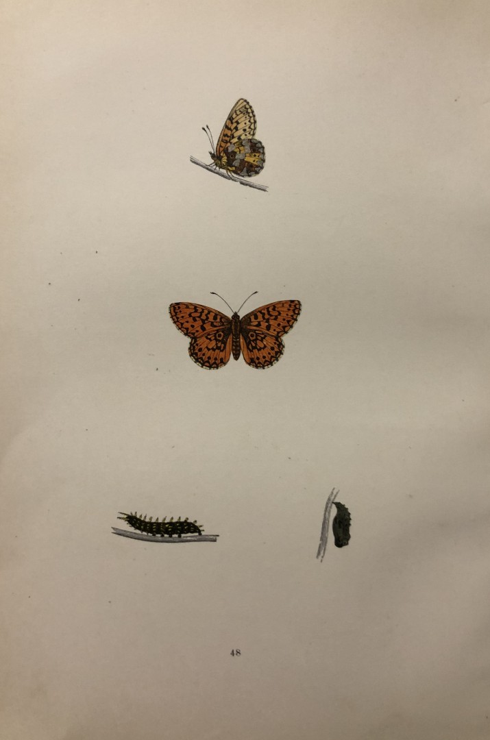 Rev. FO Morris -Print of British Butterflies 1895