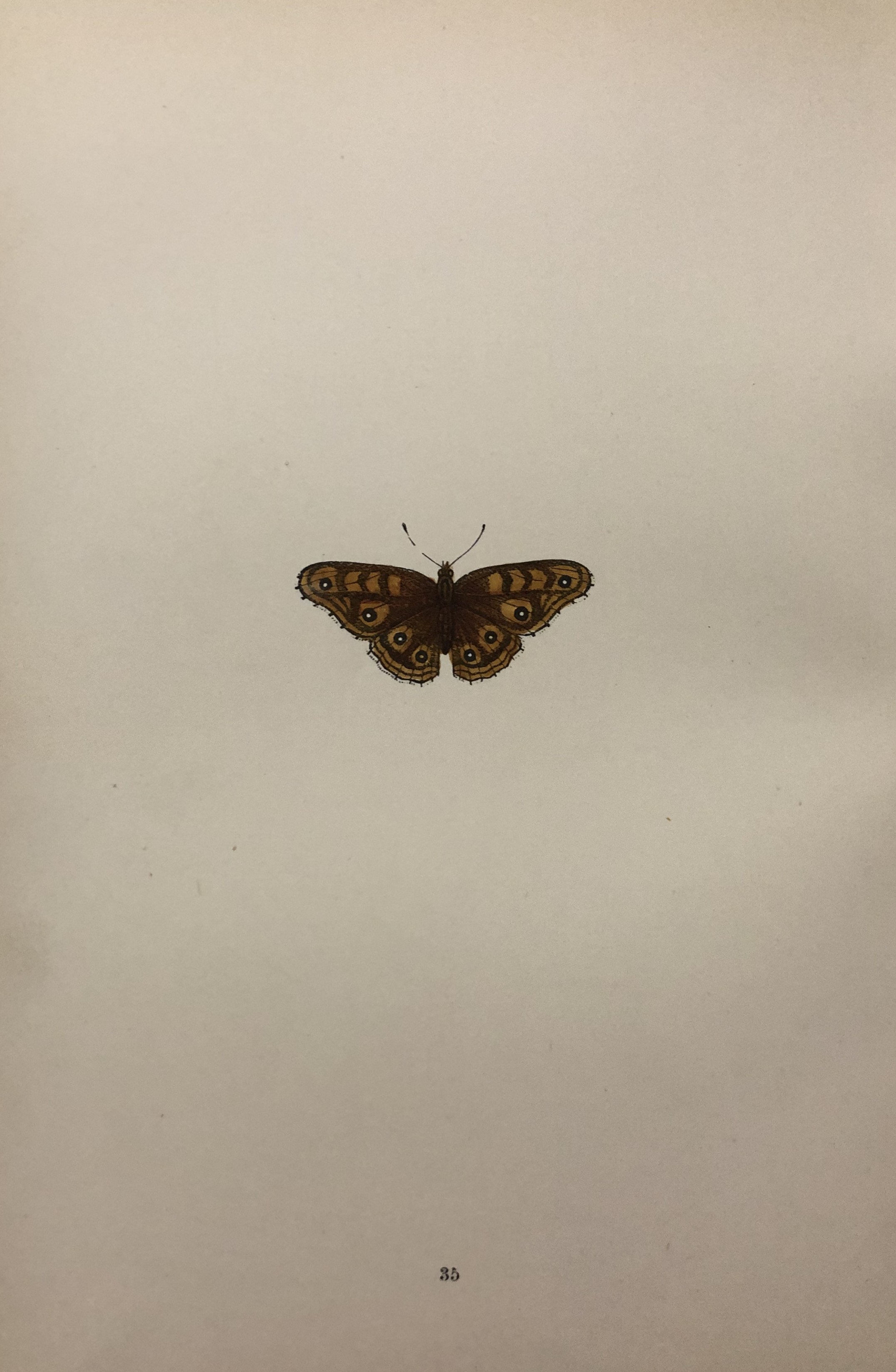 Rev. FO Morris -Print of British Butterflies 1895