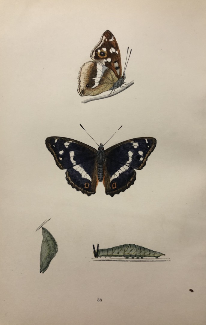 Rev. FO Morris -Print of British Butterflies 1895