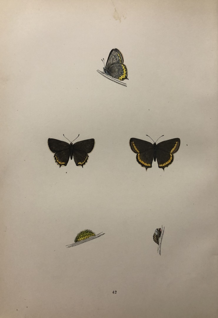 Rev. FO Morris -Print of British Butterflies 1895