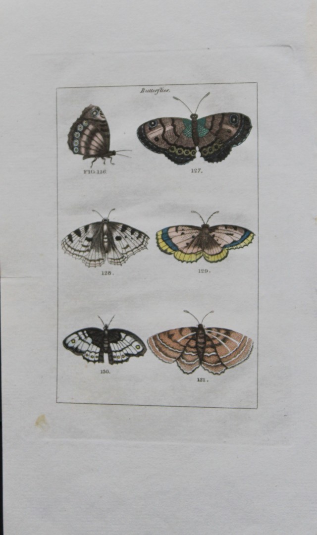 Buffon's Natural History - Hand coloured engraving of moths 1808