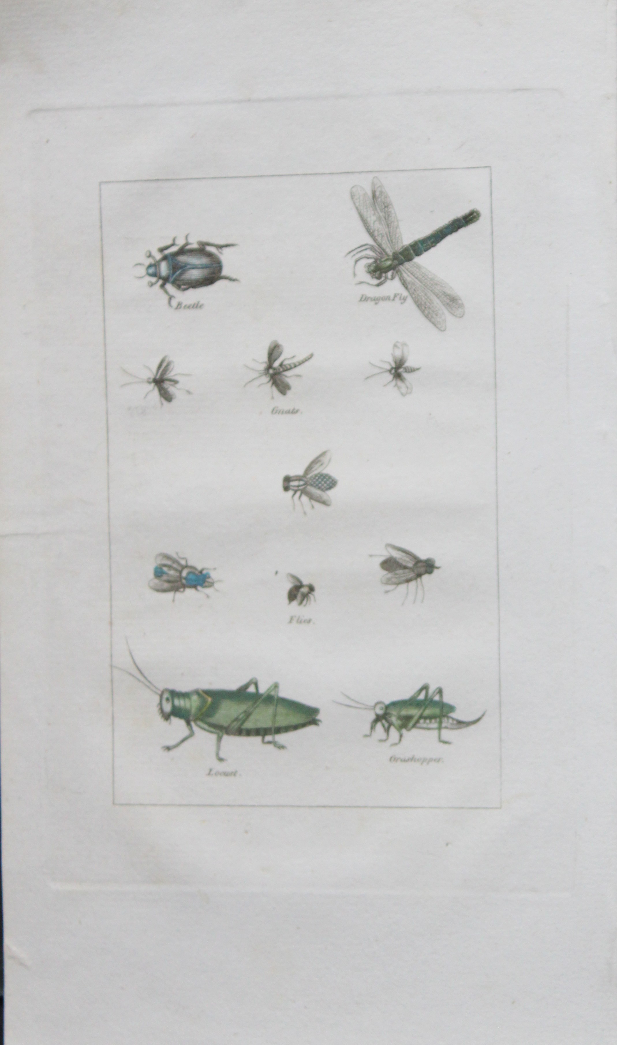 Buffon's Natural History - Hand coloured engraving of insects 1808