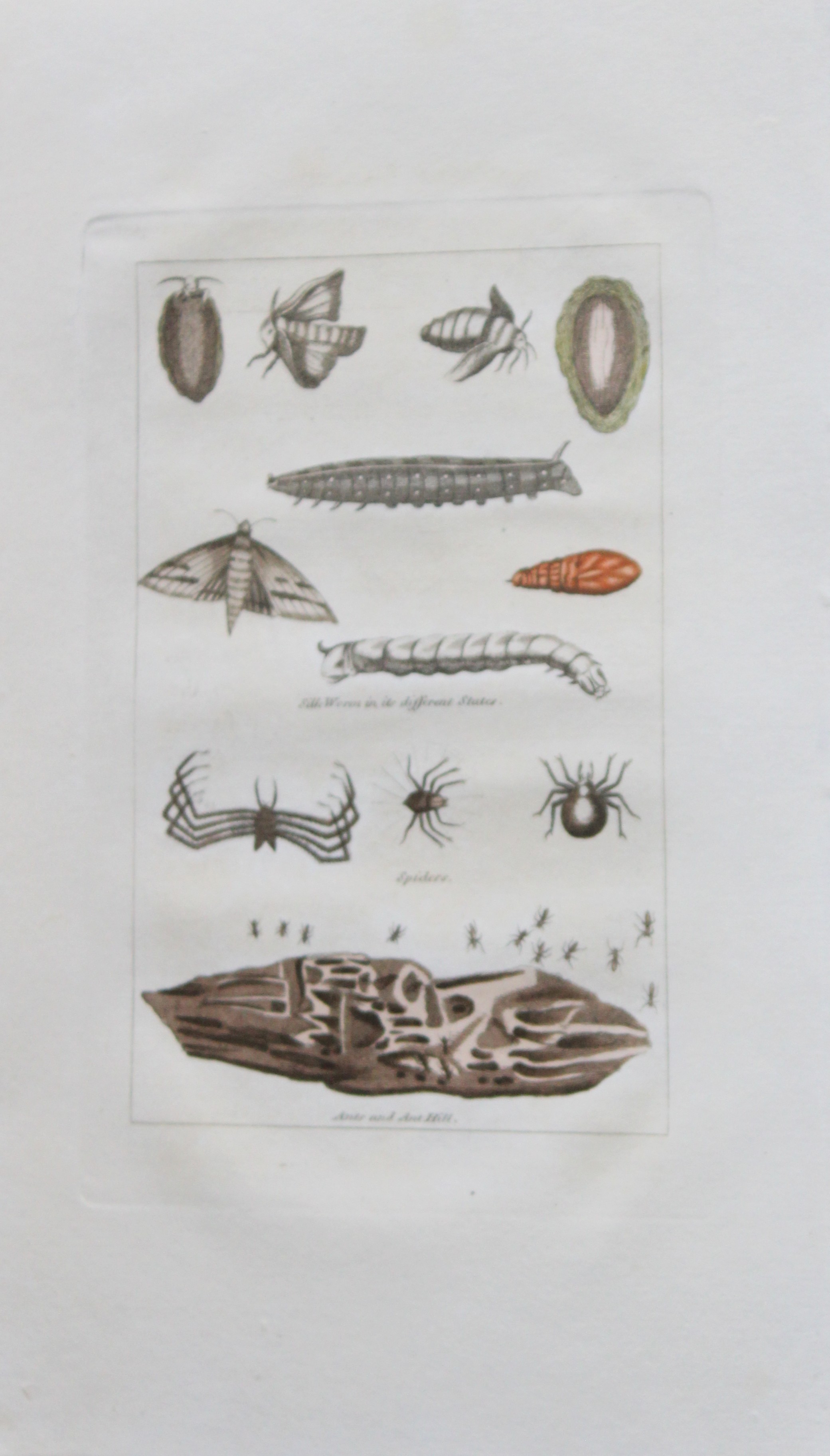 Buffon's Natural History - Hand coloured engraving of insects 1808