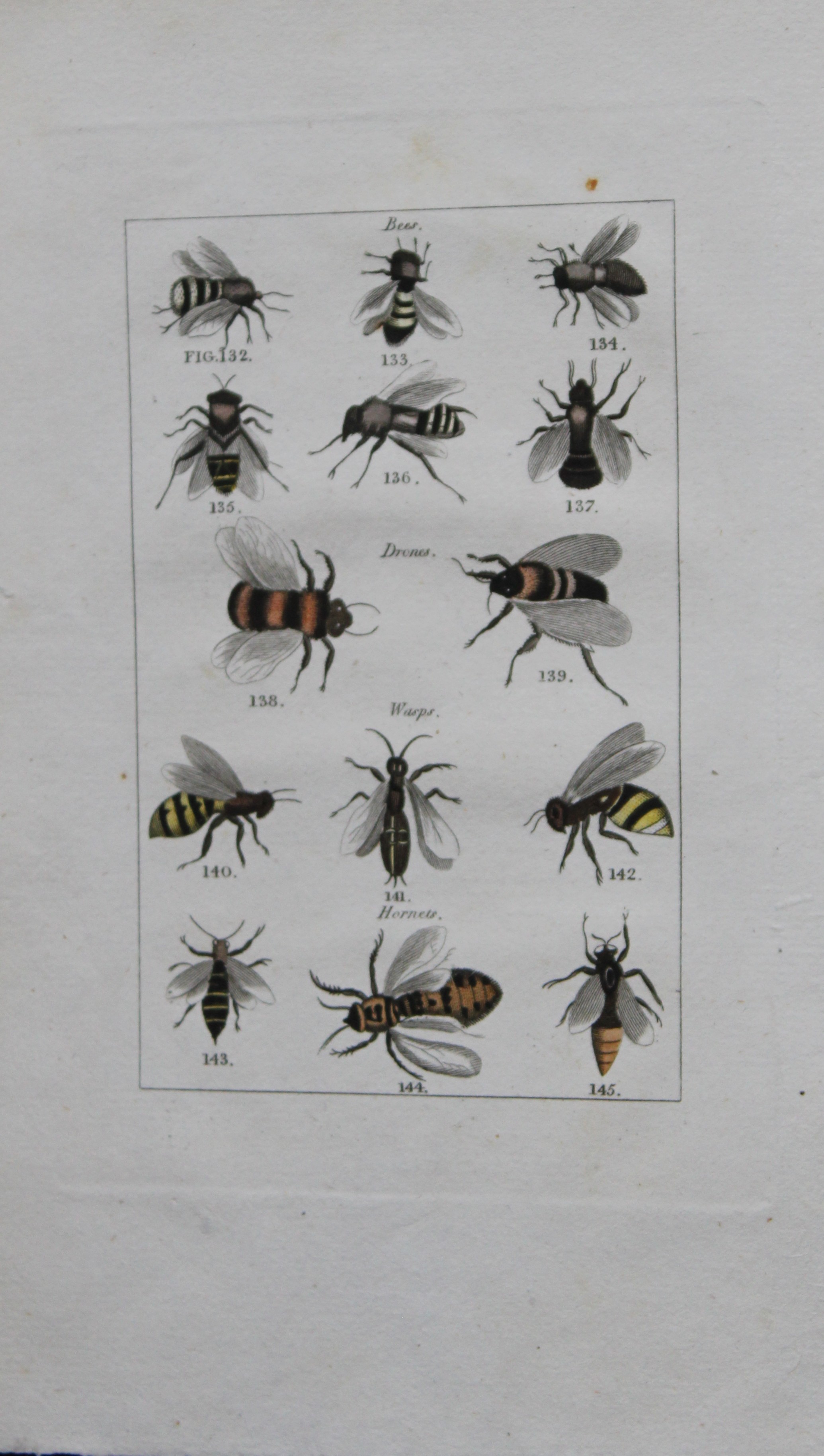 Buffon's Natural History - Hand coloured engraving of bees 1808