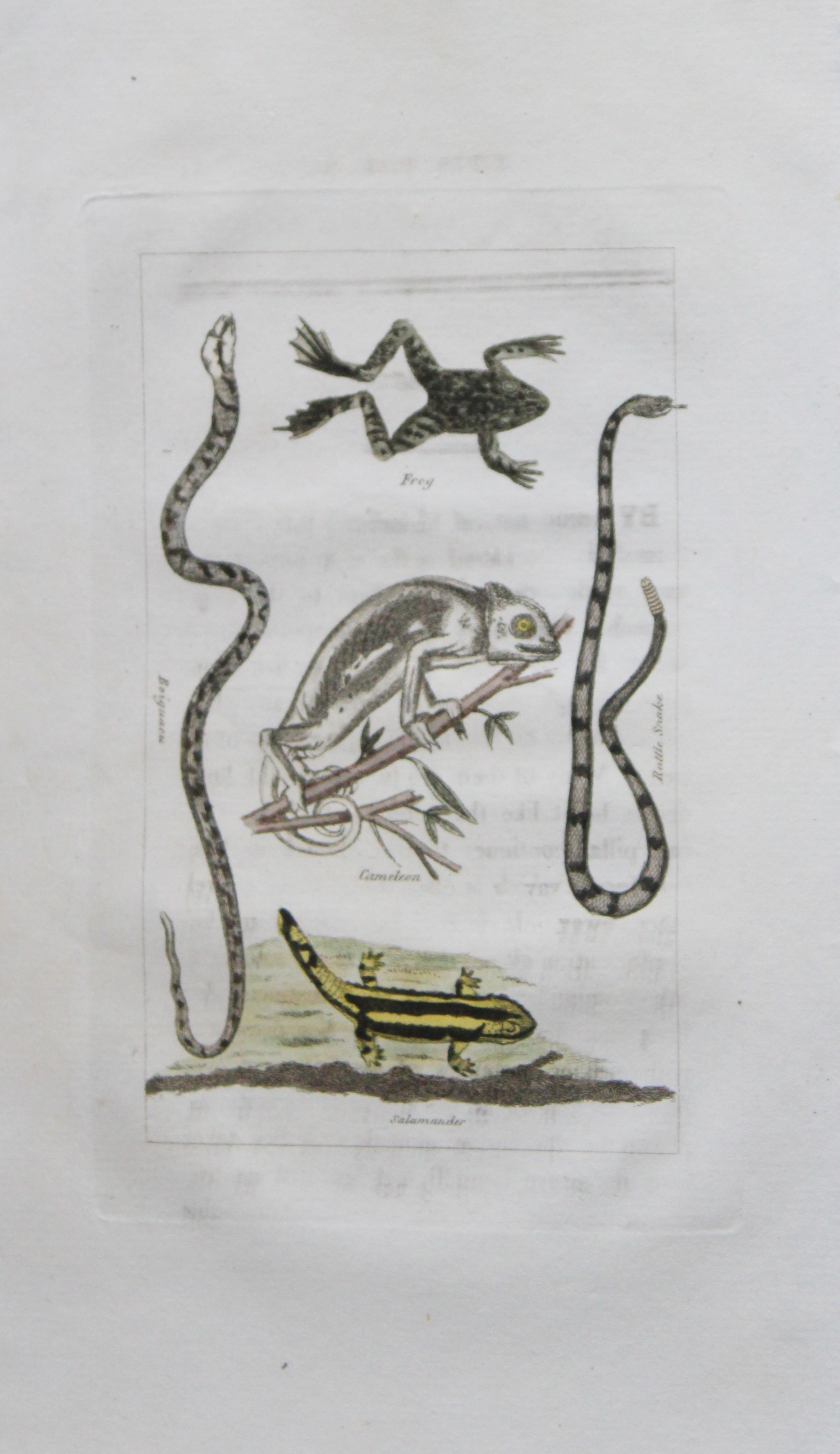 Buffon's Natural History - Hand coloured engraving of reptiles 1808
