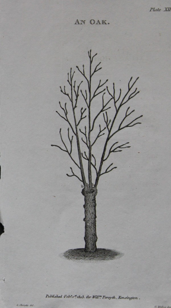 William Forsyth - Plate XII on the pruning and training of fruit trees 1803