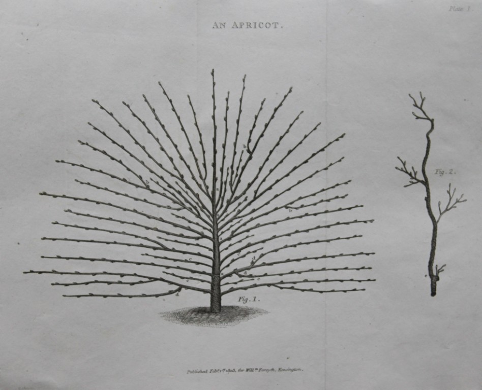 William Forsyth - Plate I on the pruning and training of fruit trees 1803